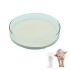 Fresh artificial flavor powder milk powder for poultry feeding