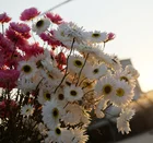 Natural Flower Dried Flowers Direct Natural Dried Flower Home Decoration Small Daisy Eternal Flower