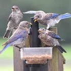 Dried Mealworms/High protein dried meal worm