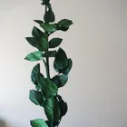 Rose Rose Preserved Natural Long Stem Preserved Rose Stem 70cm Preserved Rose Stem Eternal Rose Long Branch