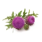 Organic Milk Thistle Seeds Extract GMP Factory Silymarin Extract UV70-80% HPLC30-65%