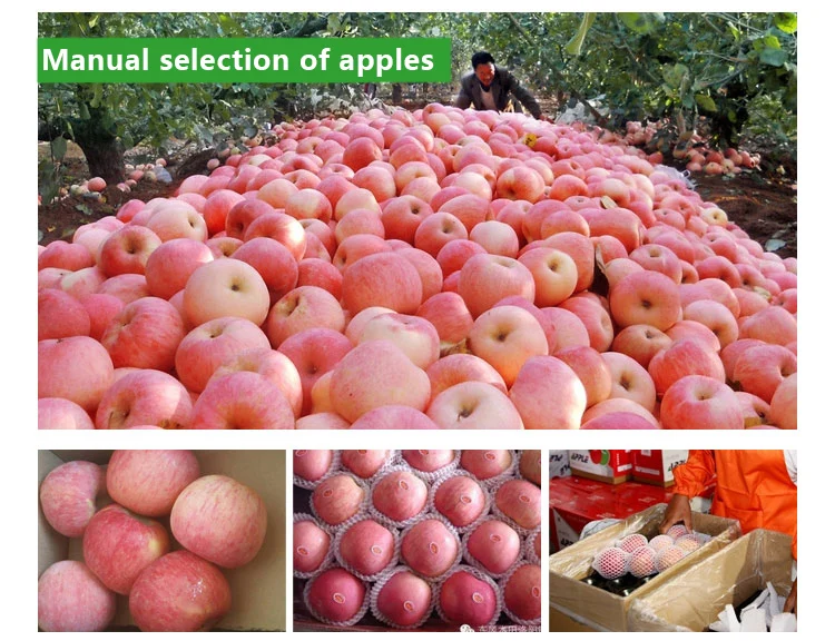 industries  agriculture  fruit  fresh fruit  fresh apples  brand