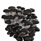 Fresh Oyster Mushrooms Hot Sale White King Oyster Mushroom Seeds Spawn