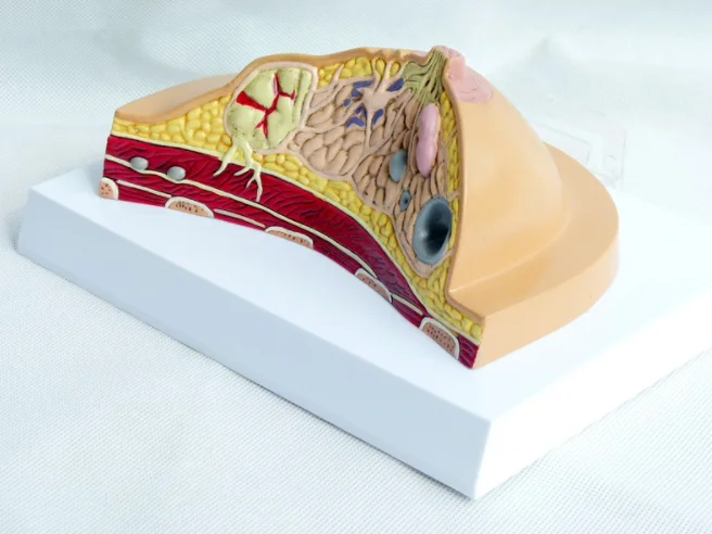 Medical Human Breast Anatomy Cross Section Models Buy Human Anatomy