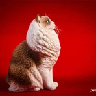 Doll For Art Resins Wholesale Art Resin Sculpture Cat Outdoor Sculpture Cat Ornament Doll For Sale