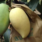 Waterproof Wax Coated Fruit Protection Paper Bag Mango Fruit Cover