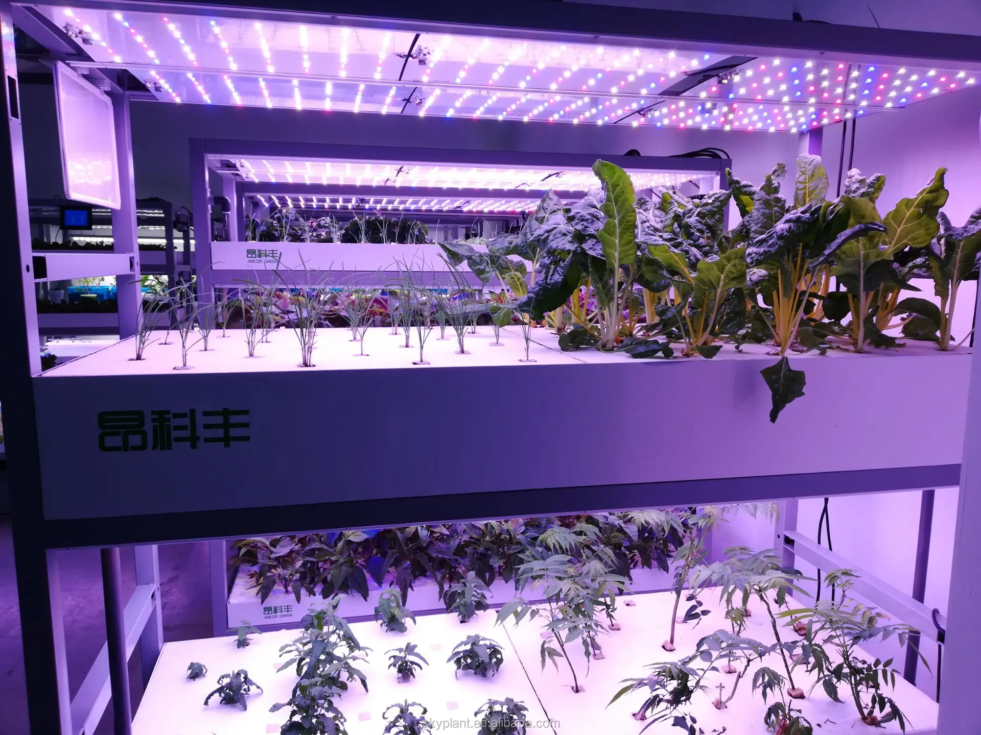 Hydroponic system container hydroponic farm plant factory Vertical Indoor Hydroponic Farms