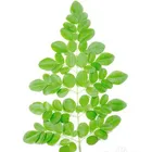 Moringa Oleifera Moringa Oleifera Powder High Quality Moringa Oleifera Leaf Powder