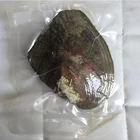 Natural Mussel Vacuum Packing Various Colors Round Seawater Pearl Mussel Loose Pearl