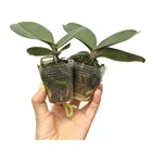 Moth Orchid Phalaenopsis Seedling Young Plants For Sale