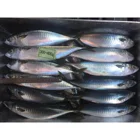 Wholesale IQF Frozen Mackerel Fish Prices fresh Spanish mackerel