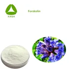 Bulking Price Herbal Extract Coleus Forskohlii Extract Forskolin CAS No.66575-29-9