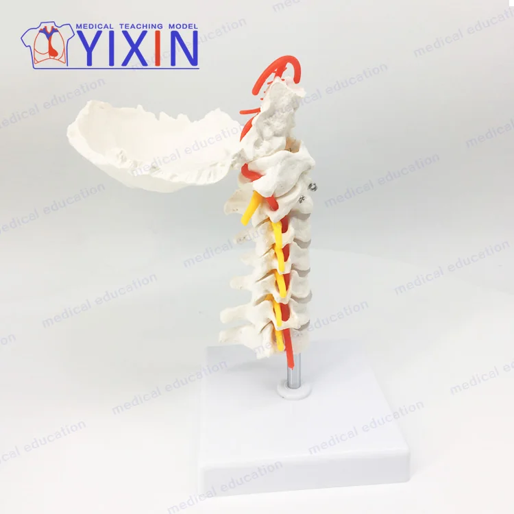 cervical vertebrae occipital bone with spinal cord model