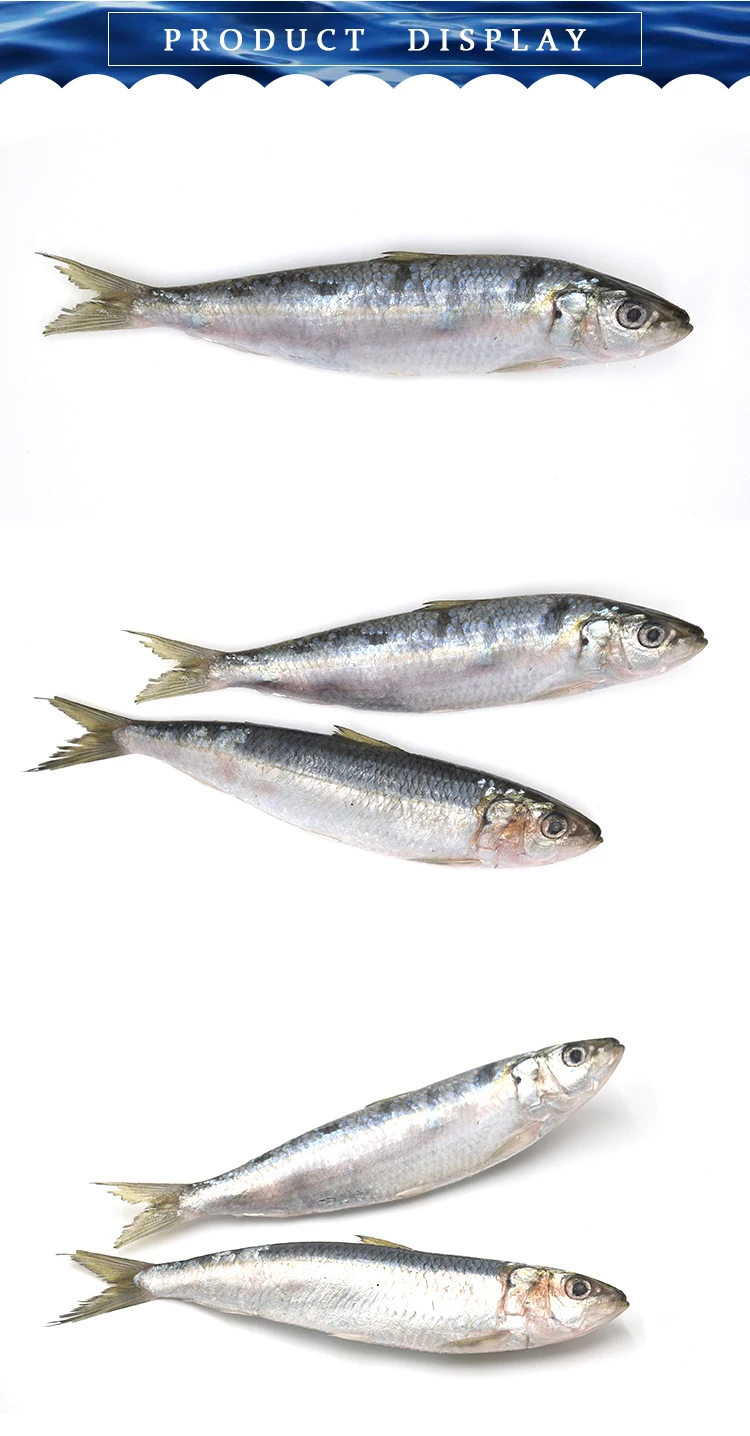 SARDINE-WR.jpg