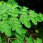 Moringa Oleifera Supply 100% Natural Loss Weight Moringa Oleifera Leaf Powder