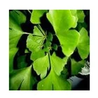 Professional Manufacturer Supply Natural Ginkgo Biloba P.E. Extract Powder