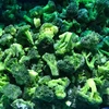 /product-detail/frozen-broccoli-iqf-broccoli-broccoli-frozen-good-price-62017918284.html