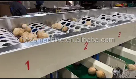 coconut sorting machine 3