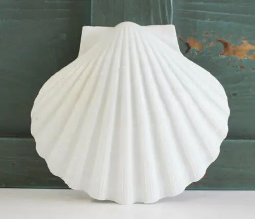 Scallop Shell30.jpg