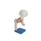 Life size Hip joint / Life size hip joint model / Deluxe Functional life size Hip Joint Model