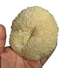 Wholesale Natural beautiful white Coral specimen for sale