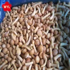 Frozen Iqf Nameko Mushroom