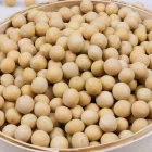 Soya Bean High Quality New Crop Non Gmo Soya Bean