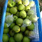 Pear China Wholesale Delicious Fresh Farm Pear