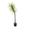 /product-detail/indoor-high-quality-decorative-artificial-tree-with-plastic-pot-hc-ss60821a-1-62236209746.html