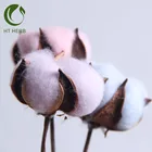 Wholesale Natural Flowers Indoor Decoration Dried Cotton Stems