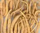 Root Dried Root Natural Herb Tai Zi Shen Dried Pseudostellaria Root For Sale
