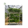 Hydroponics system for greenhouse grow system for parsley