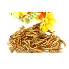 feeds animal fishs food NON-GMO best price