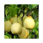 Pear Fruits Pear Supply Chinese Fresh Pear Fruits Snow Asian Pear Super Pear
