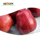 High quality fresh red delicious fruit huaniu apple