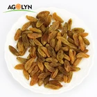 AGOLYN Golden Yellow Raisin High Quality For Export