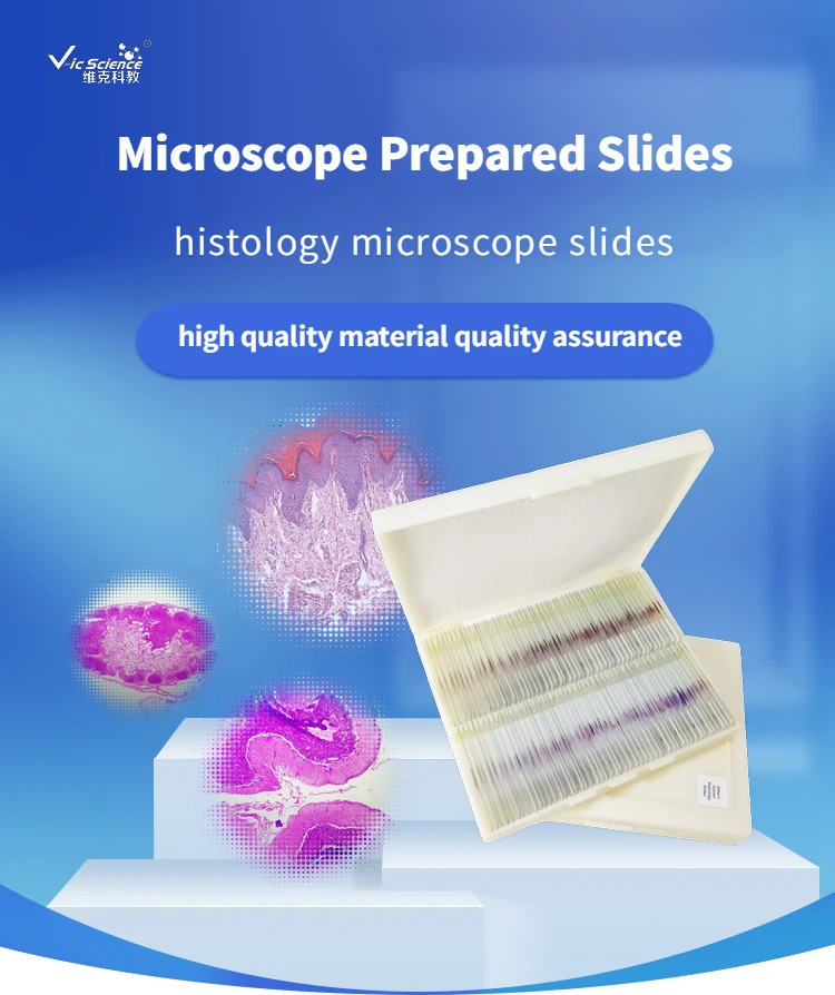 educational prepared human histology slides set for microscope