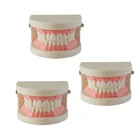 Model Teeth And Dental Models Study Helpful Practical False Dental Teeth Model With Brace
