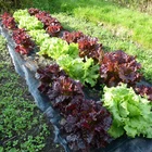 Easy-Plant Weed Barrier PP Woven Square landscape Fabric For Garden