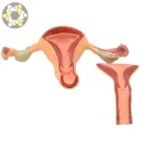 Anatomical Normal Female Reproduction System Uterus Model