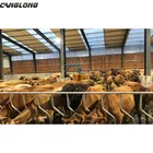 Shed Easy Installation Light Steel Structure Dairy Farm Steel Structure Cow Shed