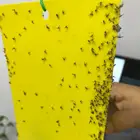 Insect Sticky Glue Traps Yellow Sticky Trap Killing Aphids Leaf Miner White Flies