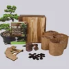 /product-detail/amazon-hot-sale-indoor-natural-garden-gardening-gift-live-seed-starter-kit-small-real-bonsai-tree-62322993950.html