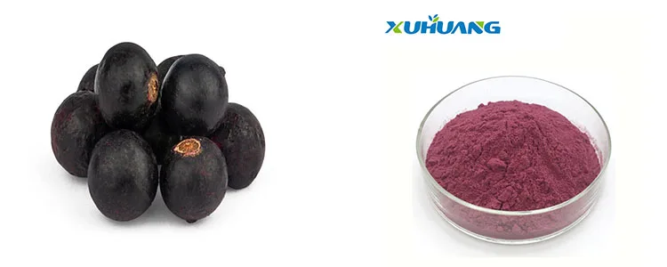 natural high quality black currant extract