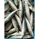 Seafood Nutritious Frozen Malaysian mackerel
