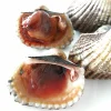 Frozen Cockles/Blood Clams Huge Size 10-20pcs/kg Good Sale Seafood Shell Fish