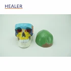 Life Life Size Colored Skull Medical Model Plastic Anatomy Skull Model