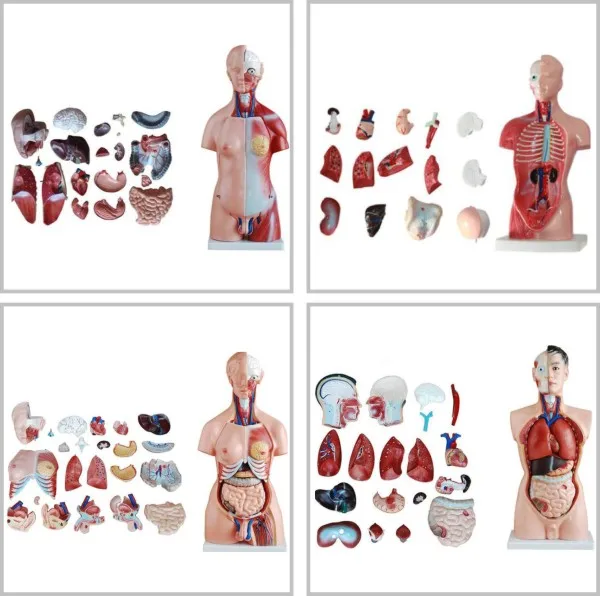 anatomical moodels.jpg