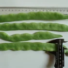 Frozen Vegetable IQF Frozen Romano Bean Green Romano Bean Slice For Wholesale With Good Price