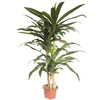 /product-detail/wholesale-large-decoration-albero-natural-live-plants-artificial-bonsai-trees-62227723257.html